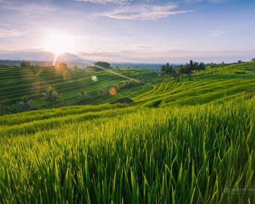 Foto Sawah Bali