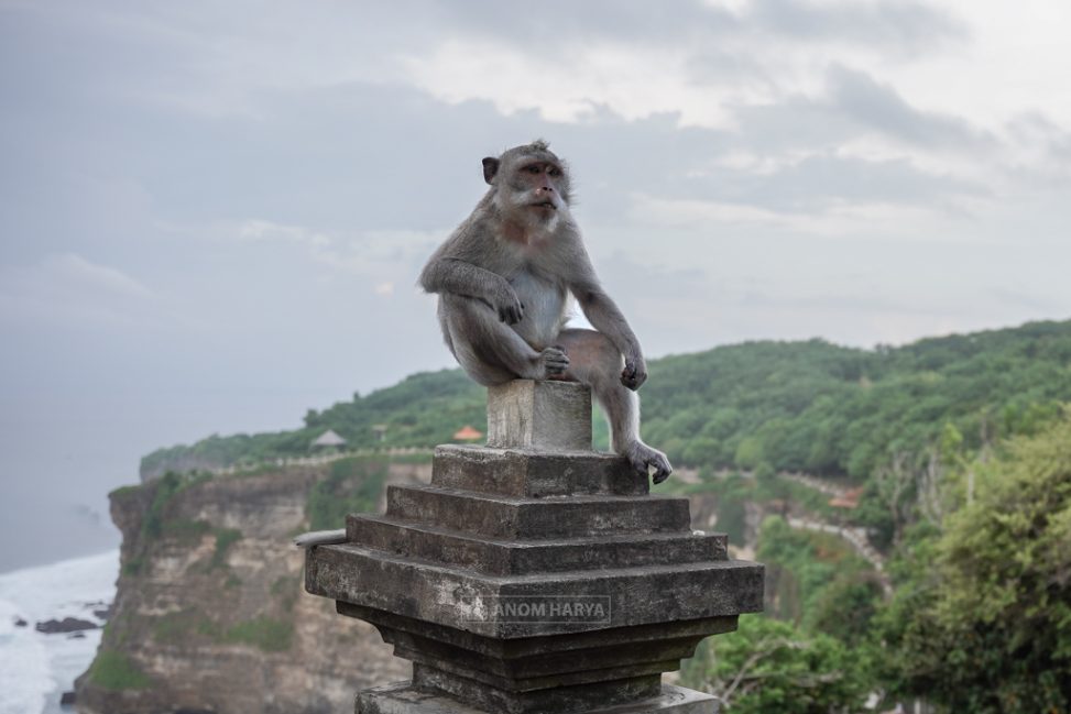 Monyet di Uluwatu Bali