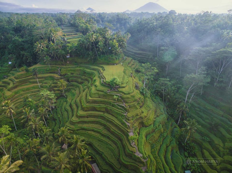 Aerial Ceking Terrace