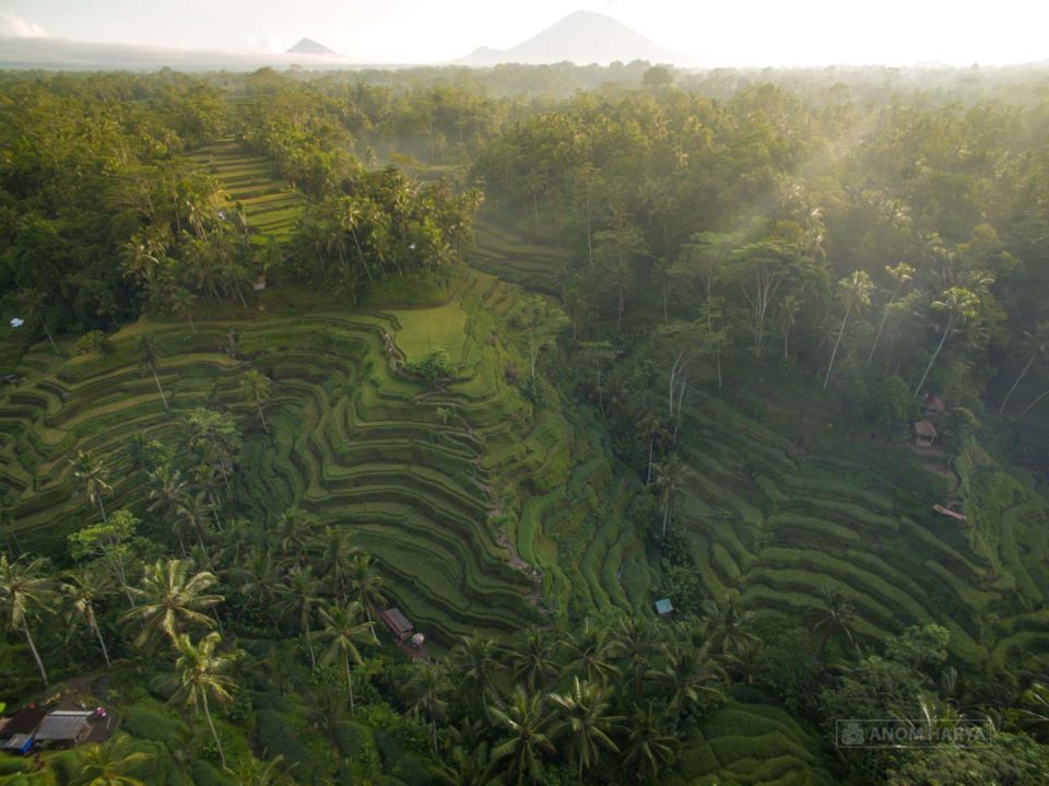 Aerial Ceking Terrace