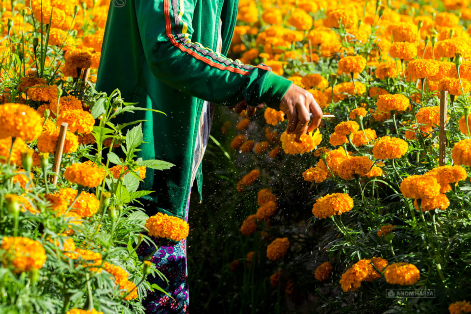 Petani Bunga Gumitir di Bali