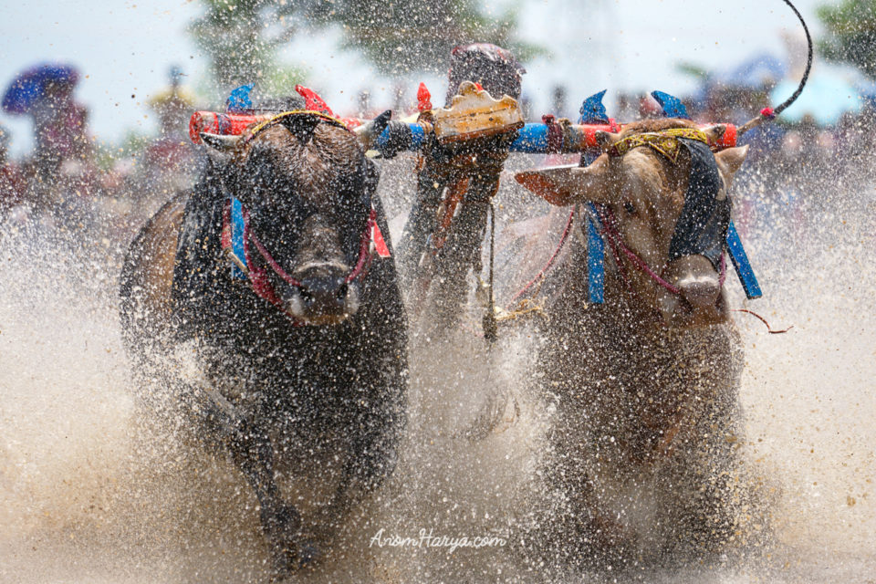 Bull Races in Probolinggo