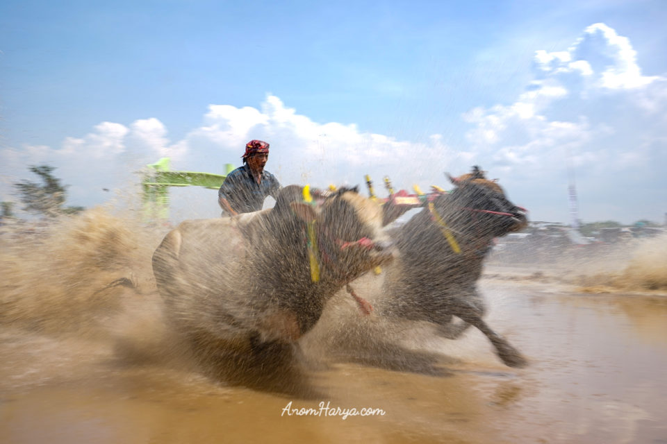 Karapan Sapi Brujul di Probolinggo